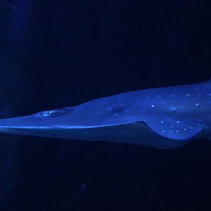 BXSea - Broadnose wedgefish (Rhynchobatus springeri)