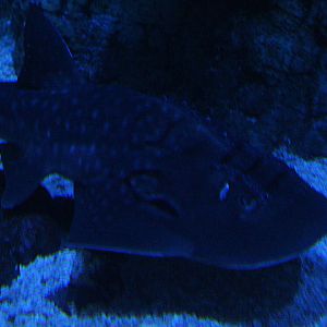 BXSea - Bowmouth guitarfish (Rhina ancylostoma)