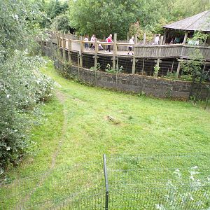 African wild dog enclosure 29.6.24