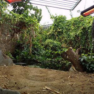 Sunda Gharial enclosure 29.6.24
