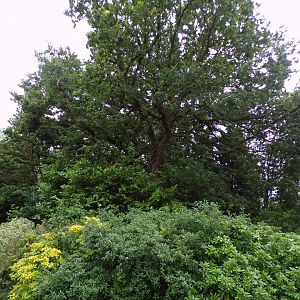 Tamandua and pied tamarin enclosure 29.6.24