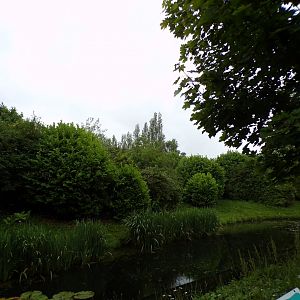 Mandrill enclosure 29.6.24