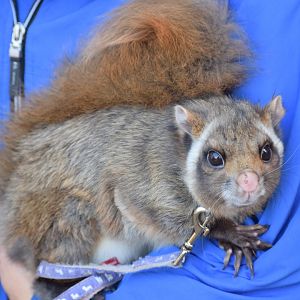 Northern Japanese giant flying squirrel - Saitama Children's Zoo