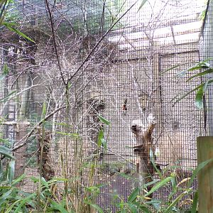 Swinhoe’s squirrel enclosure 29.6.24