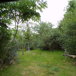 Conquerel’s sifaka enclosure 29.6.24