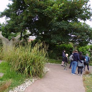 View of the lemur walkthrough 29.6.24