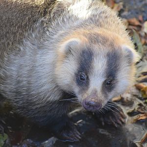Japanese badger