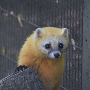 Japanese marten