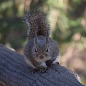 Japanese squirrel