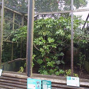 Vietnam pheasant and grey-winged blackbird aviary 29.6.24