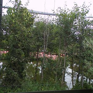 Flamingo walkthrough aviary 29.6.24