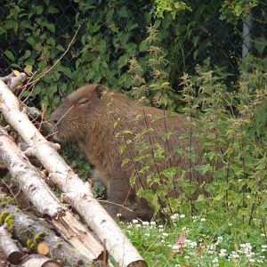 Capybara 29.6.24