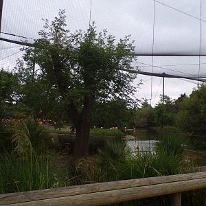 Flamingo walkthrough aviary 29.6.24