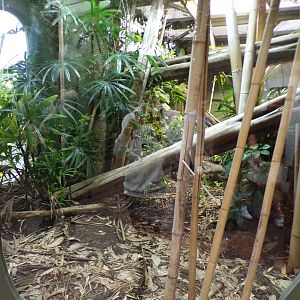 Reticulated python enclosure 29.6.24
