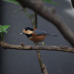 Varied tit
