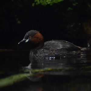 Little grebe