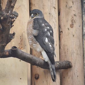 Japanese sparrowhawk