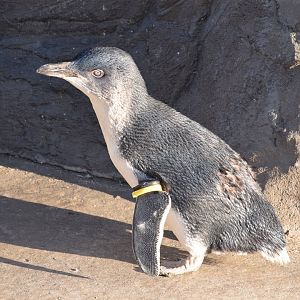Australian little penguin