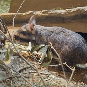Plains viscacha - Saitama Children's Zoo