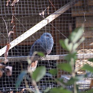 New Caledonian imperial pigeon - Saitama Children's Zoo