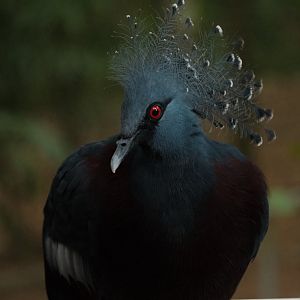 Victoria Crowned Pigeon (Goura victoria)