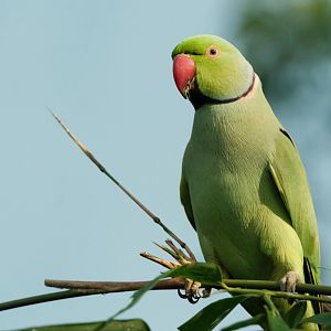 Rose-ringed Parakeet (Psittacula krameri)