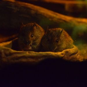 Amami spiny rats - Saitama Children's Zoo
