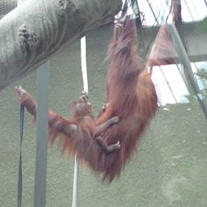 Bornean orangutan with young 29.6.24