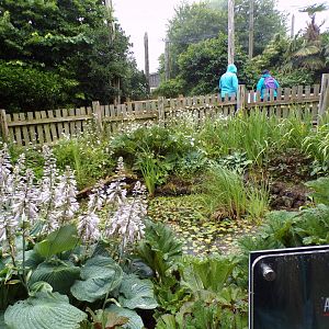 Pond outside elephant house 29.6.24