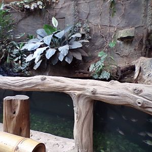 Asian aquarium 29.6.24