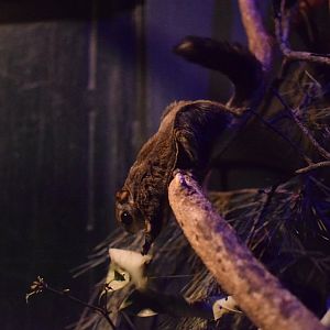 Japanese flying squirrel - Saitama Children's Zoo