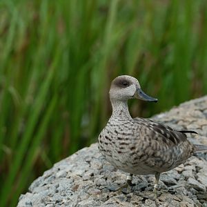 Marbled teal (Marmaronetta angustirostris)