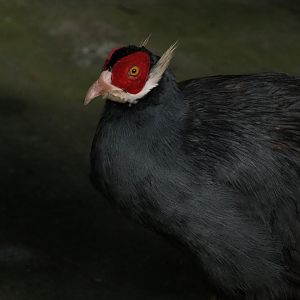 Blue-eared Pheasant (Crossoptilon auritum)