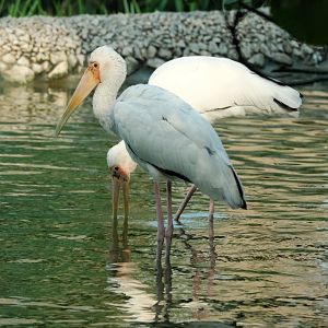 Milky Stork (Mycteria cinerea)