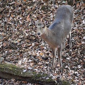 Honshu sika deer - Saitama Children's Zoo