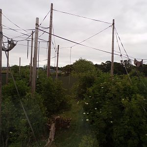 Bornean orangutan enclosure 29.6.24