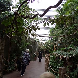 View inside Realm of the Red Ape 29.6.24