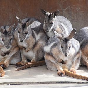 Queensland yellow-footed rock wallaby - Saitama Children's Zoo