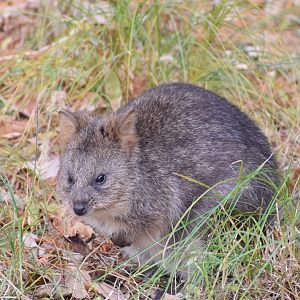 Quokka - Saitama Children's Zoo