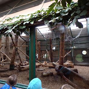 Roloway monkey indoors 29.6.24