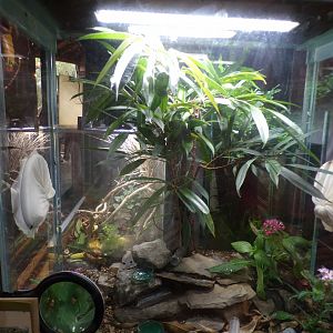 Jewel wasp terrarium 29.6.24