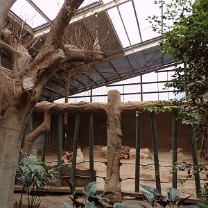 Male asian elephant indoors 29.6.24