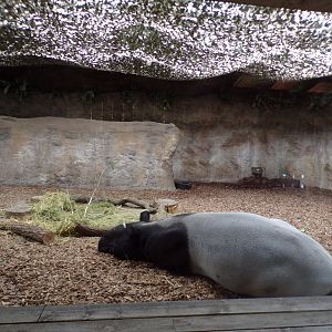 Malayan tapir indoors 29.6.24