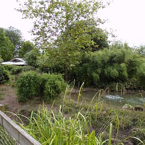 First babirusa enclosure 29.6.24
