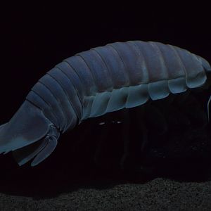 Giant isopod