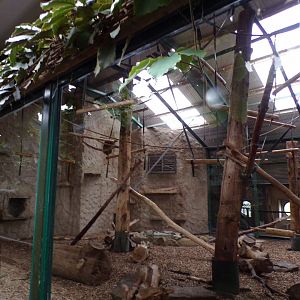 Lion-tailed macaque indoors 29.6.24