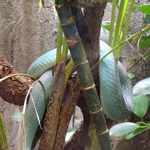 White-lipped Komodo island pit viper 29.6.24