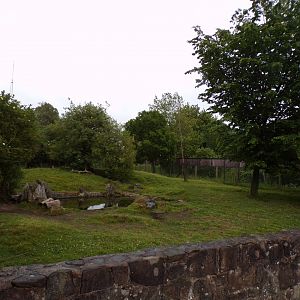 Brazilian tapir enclosure 29.6.24