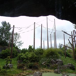 Sumatran orangutan enclosure 29.6.24