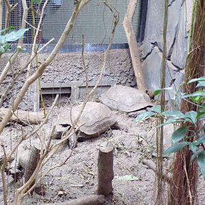 Asian giant tortoises 29.6.24